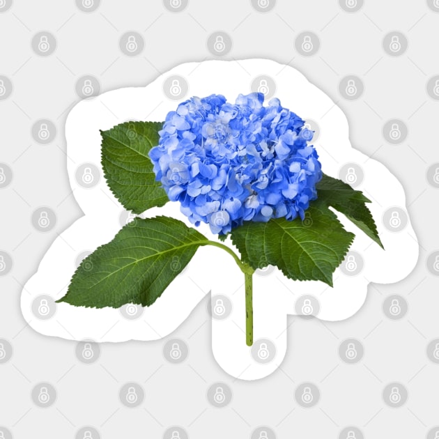 Blue Hydrangea Flower Sticker by dahyala